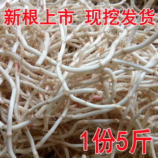 時(shí)令野菜 火鍋涼拌食材 現(xiàn)挖折耳根 包郵 魚星草 新鮮嫩魚腥草根