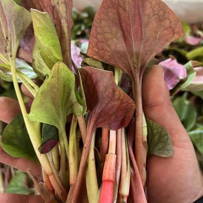 新鲜鱼腥草嫩叶子 农家现摘折耳根侧耳根凉拌节节根嫩叶一份包邮