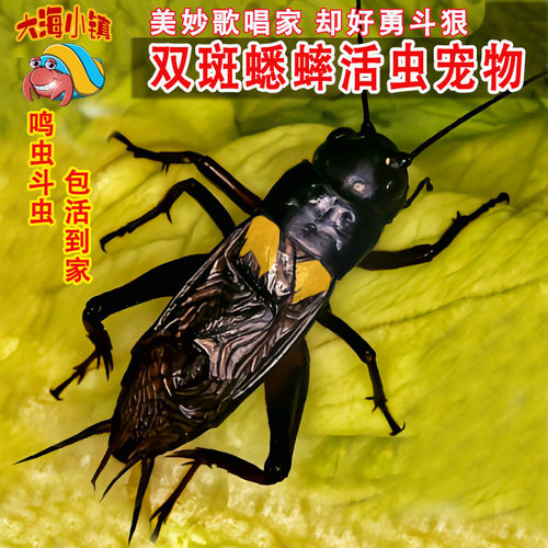 蟋蟀活体鸣虫蛐蛐斗蟋蝈蝈活物