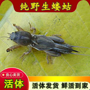 蝼蛄活虫土狗子生活体宠物画眉鸟食料上膘钓鱼虫鲜冻药引鲜活发货