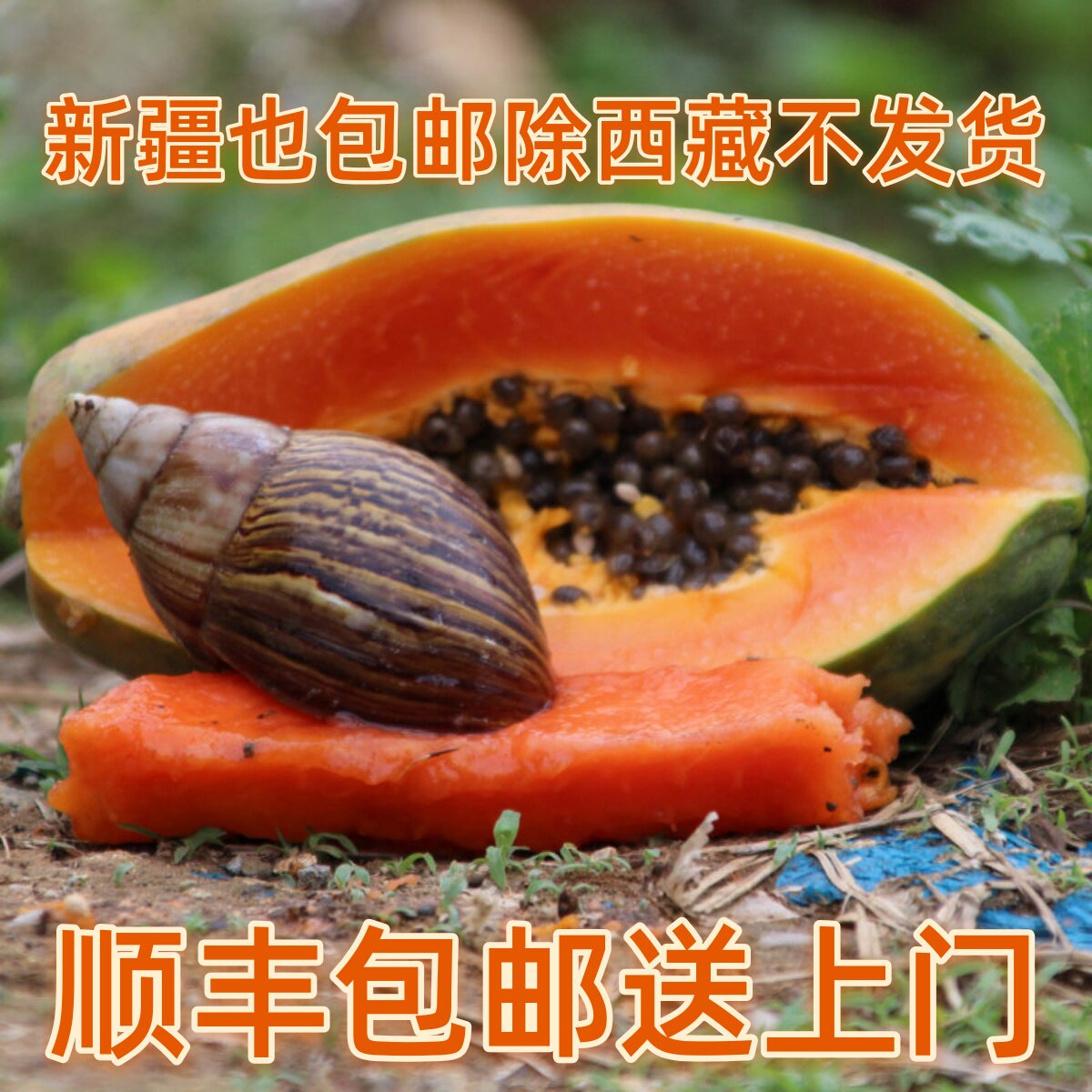 记我云南红心冰糖牛奶木瓜树上自然成熟产妇下奶丰胸水果香甜现摘