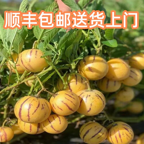 收到可以吃树上自然成熟果王