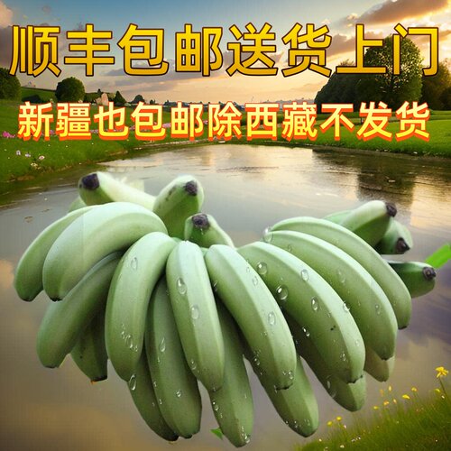 云南顺丰京东农家香蕉自然成熟