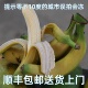 云南自然成熟banana新鲜香蕉水果孕妇放心食用芝麻香蕉顺丰 包邮
