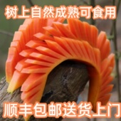 云南省冰糖心红心牛奶木瓜树上自然成熟新鲜水果产妇下奶番木瓜