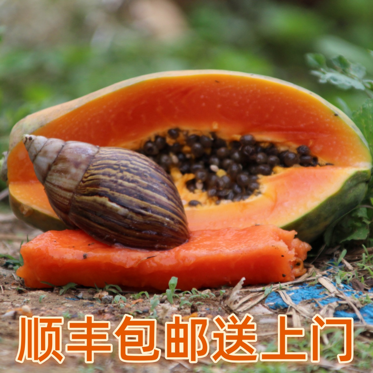 现摘香甜爆汁冰糖木瓜红心木瓜