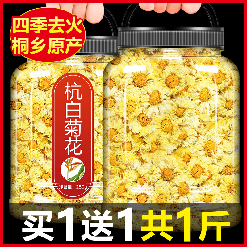 塞上天香杭白菊花茶桐乡原产