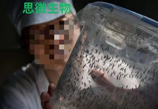 蚊子活物 蚊子活 蚊子实验 库蚊 蚊子尸体 白蚊伊蚊 蚊子活体