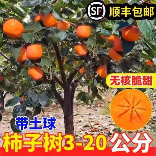 柿子苗树脆甜柿无核柿南北方种植特大庭院地栽当年结果柿子树果苗