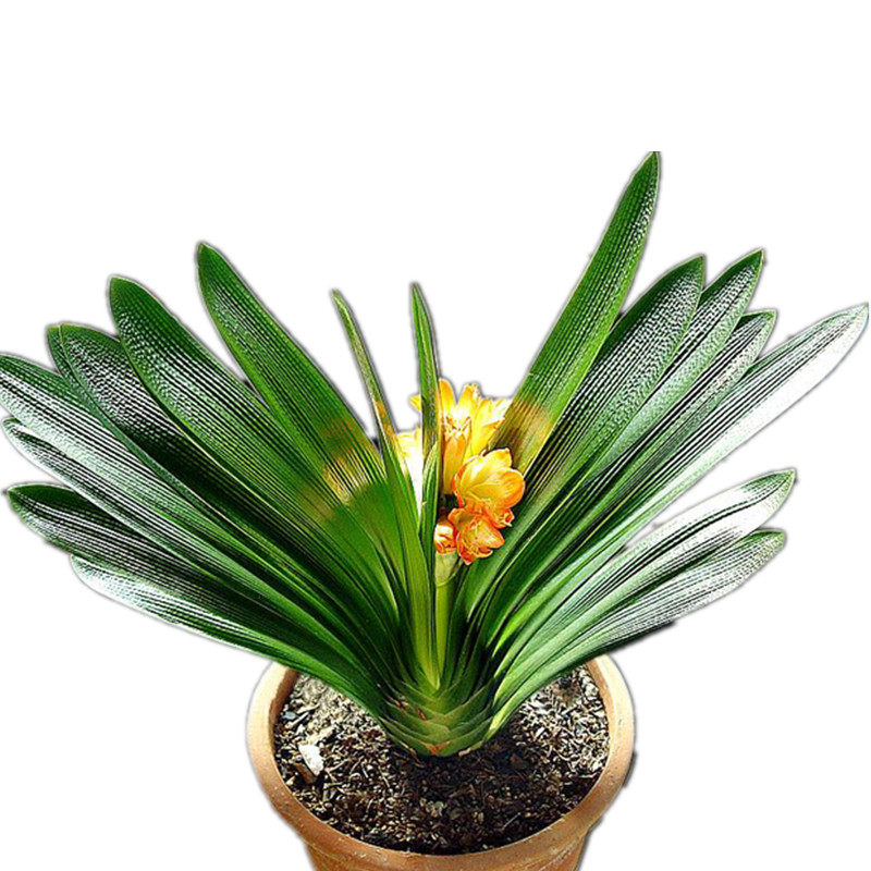 君子兰盆栽四季好养花卉绿植物室内阳台国品种苗