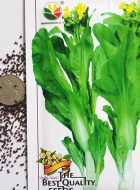 早熟白菜苔蔬菜种子秋冬反季节抽苔速生高产菜苔种孑四季播易种植
