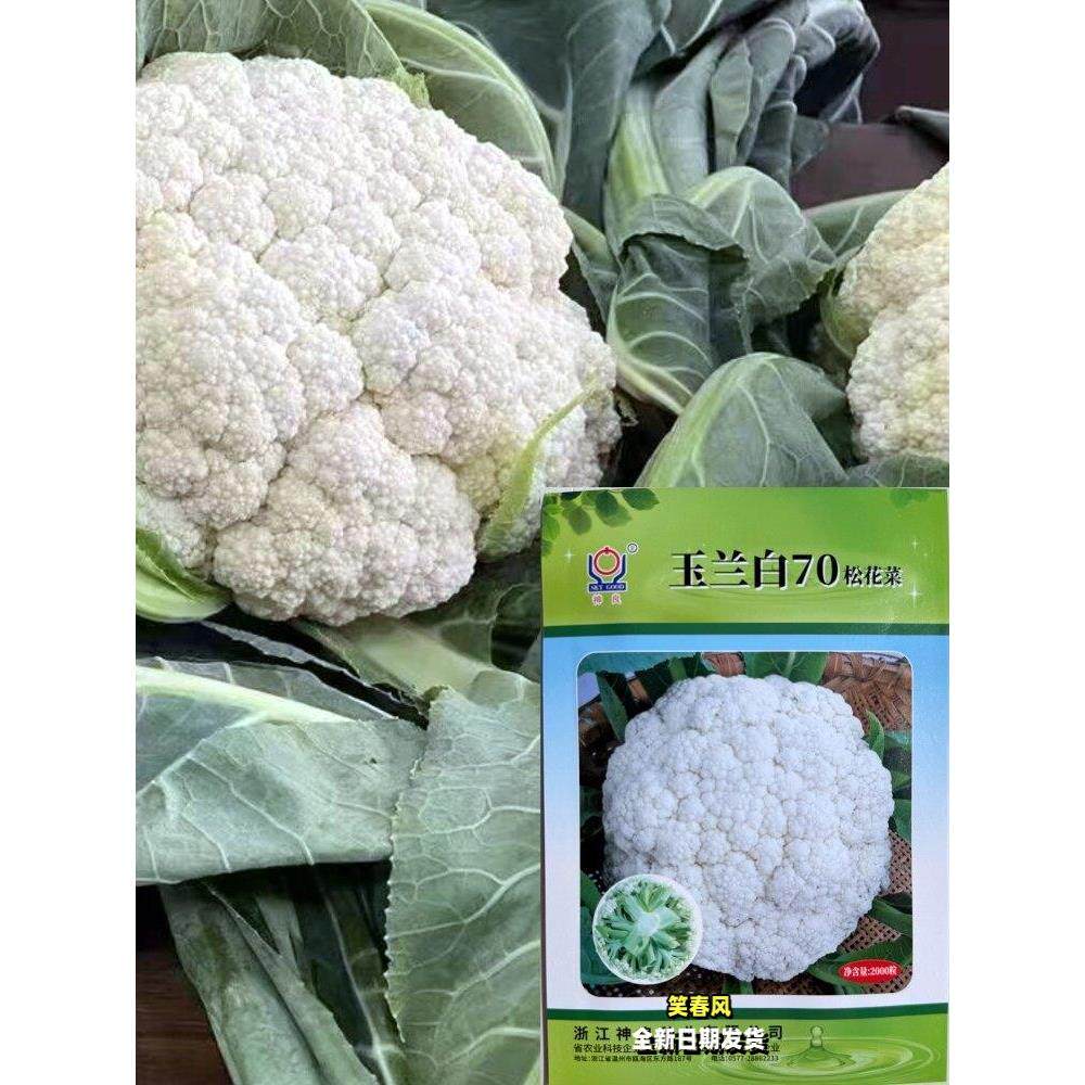 玉兰白70/80松花菜种子抗病耐寒耐热白花菜种籽南北方大田基地播