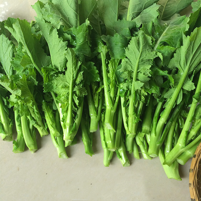 菜苔种油菜苔种子种籽春秋冬季早熟油菜薹菜台青菜籽种蔬菜种孑