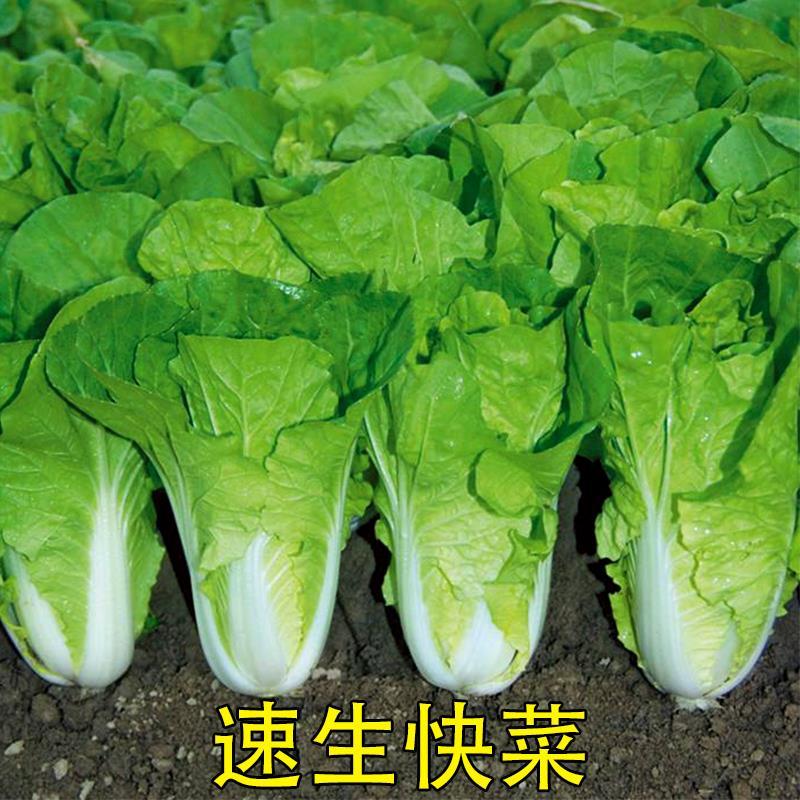 四季速生快菜种子庭院蔬菜种子阳台种菜盆栽青菜种子小白菜籽-封面