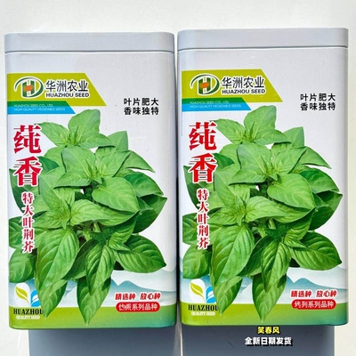 莼香特大叶荆芥种籽河南荆芥菜种子特色蔬菜种孑南北方春夏秋季播