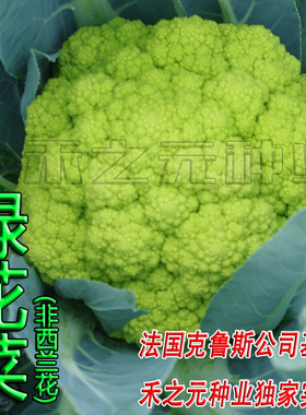 新货绿色花菜种子绿色花椰菜 菜花彩色 CFB23 F1