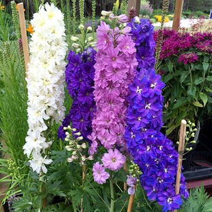 大花飞燕草大花苗盆栽耐寒庭院室外花草秋季翠雀易活花种子花籽子