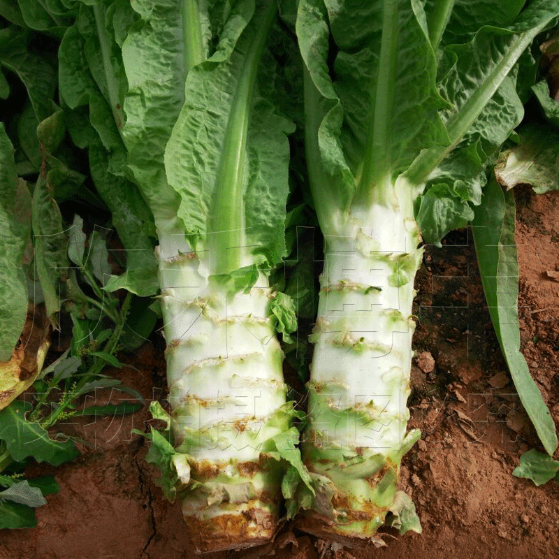 白皮尖叶莴笋种子耐寒莴苣种子春秋季阳台盆栽四季播蔬菜种子