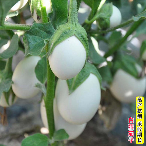 蛋茄种子多少钱 蛋茄种子价格 小麦优选
