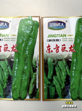 东方巨龙薄皮泡椒种子抗病高产味辣早熟大辣椒种籽南北方春秋季播