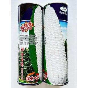 晓富珍甜糯108/珍珍糯600甜糯白玉米种籽种籽春秋两用鲜食粘玉米