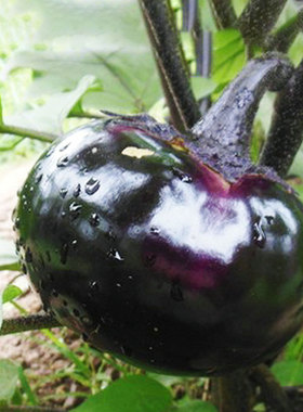 大圆茄种子种籽茄子苗黑紫色菜特大蔬菜种苗茄孑春天秧苗盆栽苗秧