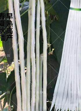 长白龙豇豆种子农家菜园基地春夏秋四季播白玉雪优美豆角蔬菜籽孑