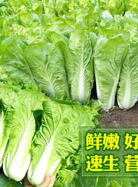 春秋播快菜种籽28天速生小白菜青菜 阳台盆栽小菜园 四季易种植蔬