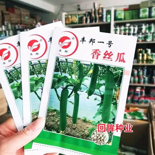 丰邦一号香丝瓜种籽南京嘉华农业高产抗病春秋播油皮短棒丝瓜种孑