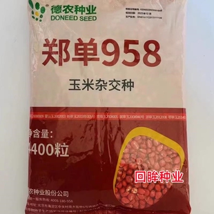 德农郑单958高产饲料玉米种籽春夏季大田基地播杂交大棒玉米种子