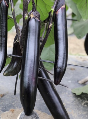 春播长茄子种子长茄王日本早熟紫黑色光泽好蔬菜种子