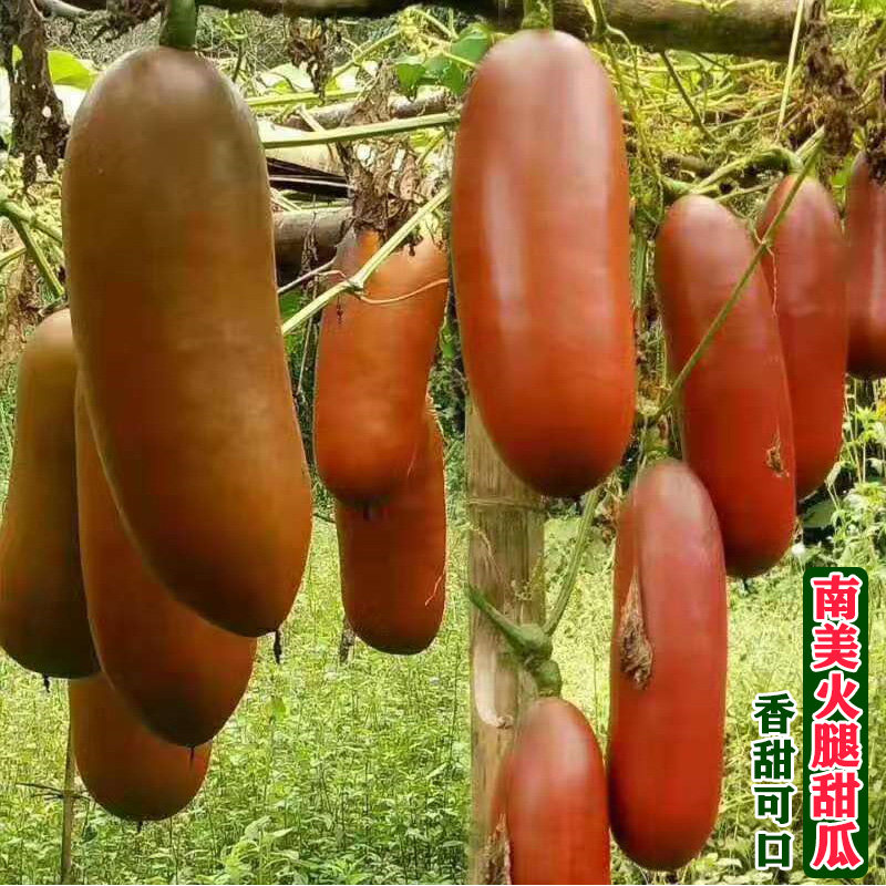 South America Ham muskmelon seed Muskmelon muskmelon High yield Large Fragrant and sweet fruit Spring Four seasonsin the 3C Digital Accessories, Cell Phone Accessories , Phone holder/Mobile phone holder  category - from Buy2taobao.com to provide professional Taobao agent buy service