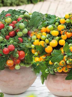 矮生番茄种子进口坂田小蕃茄种籽盆栽阳台四季观赏食用西红柿苗秧