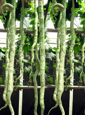 蛇豆蛇瓜种子四季播特大葫芦春季四季观赏种籽野菜盆栽蔬菜种孑阳