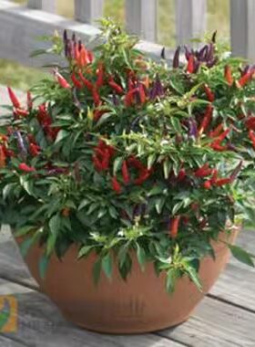 寿光蔬菜种子梦都莎观赏椒盆栽蔬菜种籽四季盆栽春季阳台禾之元包