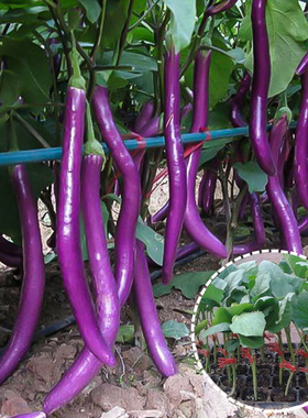 紫杭茄六号线茄子种子苗高产耐旱抗病春季夏四季黑紫色长茄子种籽