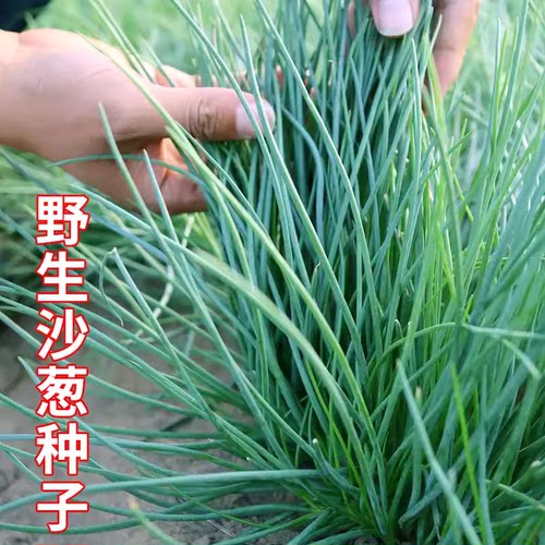 野生沙葱种籽 沙葱种子胡葱耐寒野葱香葱四季播野葱蔬菜种孑