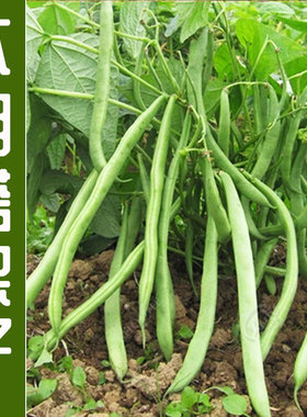 无架豆种子豆角春季四季豆种籽阳台豆种豇豆蔬菜孑菜豆地豆不搭架