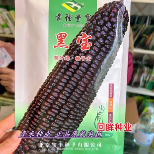 黑宝甜加糯黑玉米种子北京宝丰鲜食高产大棒粘苞谷种籽安徽播种孑