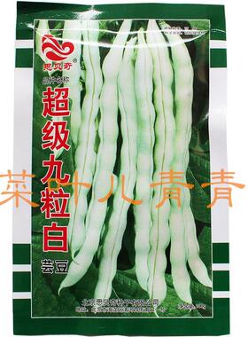 九粒白芸豆种子 龙泉九粒白优质豆角种种籽早熟抗病高产芸豆