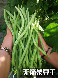 寿光蔬菜泰国无筋架豆王种子长芸豆菜豆四季豆青豆高产春夏秋冬季