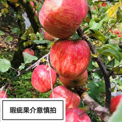 四川阿坝茂县高山糖心苹果脆甜不打蜡（瑕疵果削皮不影响食用）