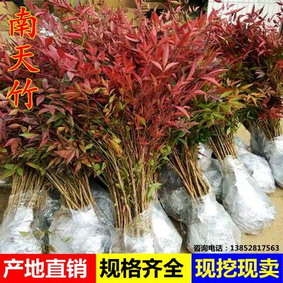 工程绿化苗南天竹盆栽火焰