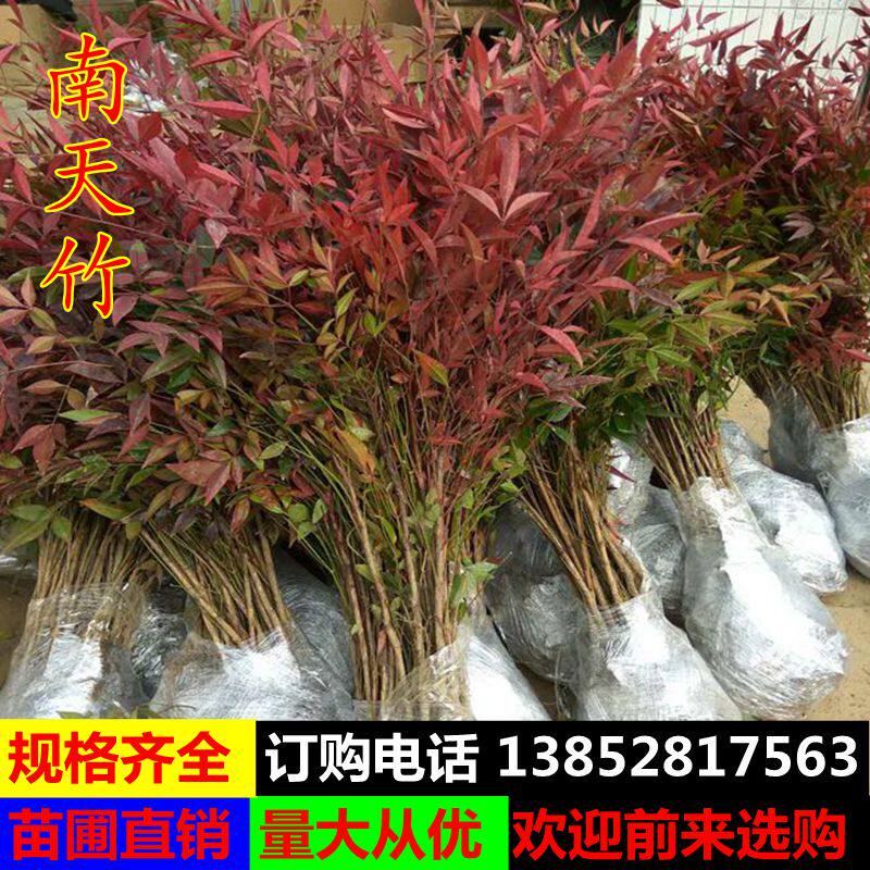 南天竹盆栽苗多少钱 南天竹盆栽苗优惠券免费领取 有条鱼