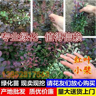 紫叶小檗红叶小波苗彩色红叶小檗小苗红叶小檗庭院美化工程绿化