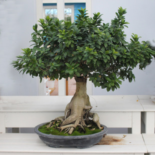 小叶榕树盆栽四季常青耐寒榕树造型树桩盆景苗室内植物绿植