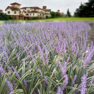 金边麦冬 金叶麦冬 麦冬草 麦冬苗 保护地被庭院绿化也可盆栽观赏