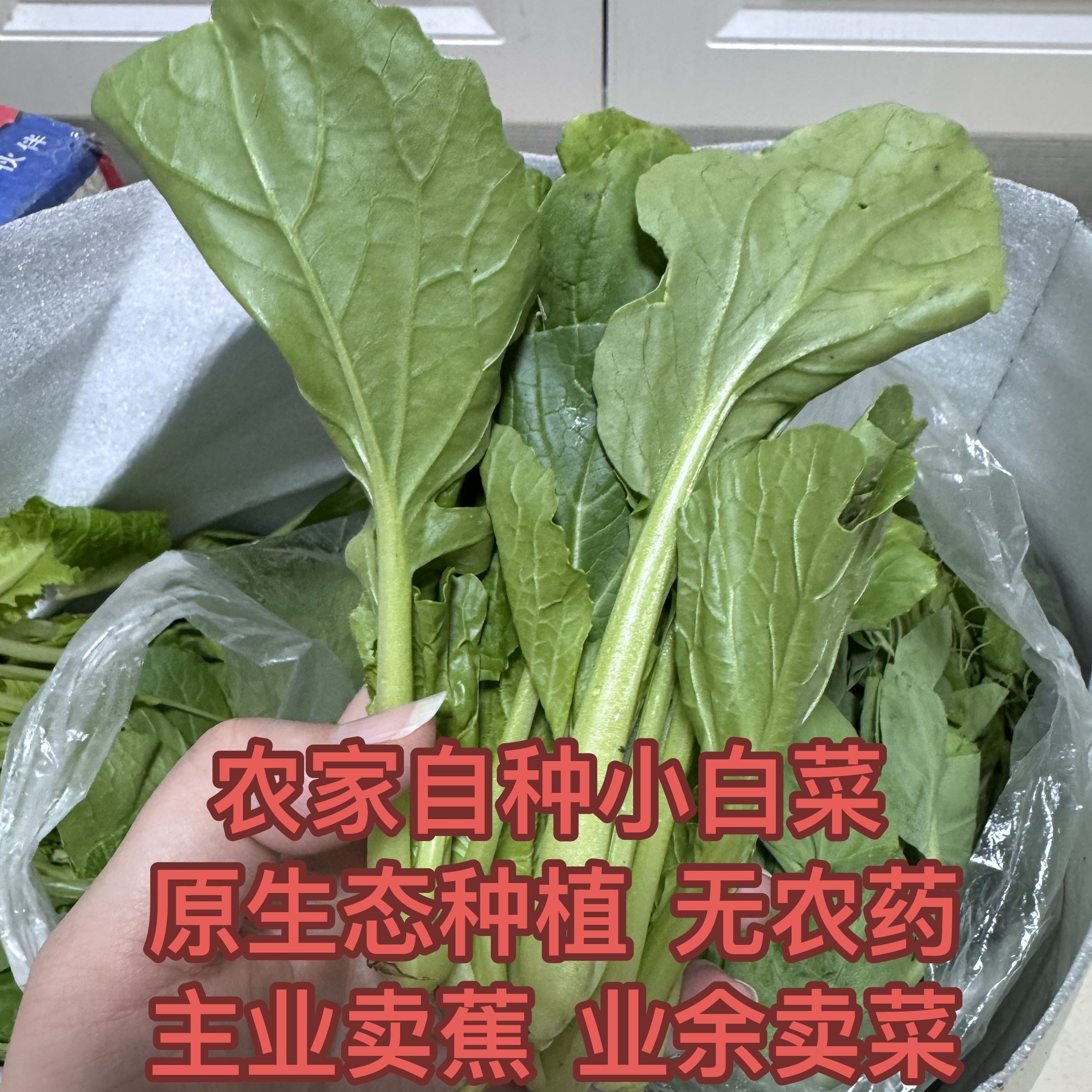 四川小白菜新鲜蔬菜农家自种现摘现发小白菜瓢儿白 青菜苔,水产肉类/新鲜蔬果/熟食,叶菜类,淘宝优惠券,粉丝福利购,淘宝优惠卷