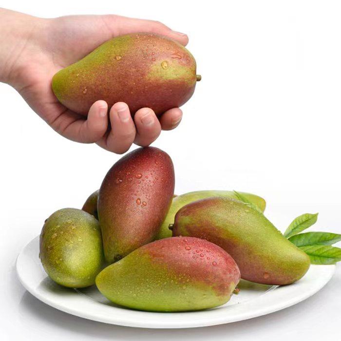 贵妃芒新鲜水果 云南贵妃芒果新鲜芒果不泡药应季水果农产品无筋