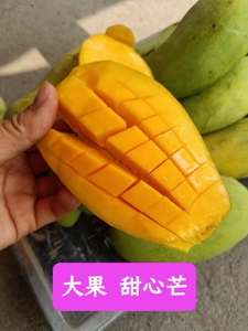甜心芒果新鲜水果金煌芒大青芒果核薄肉厚甜度大芒果（新品）